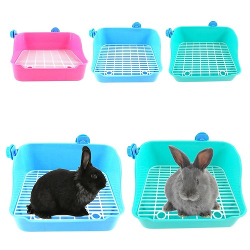 Small pet rabbit - small, litter