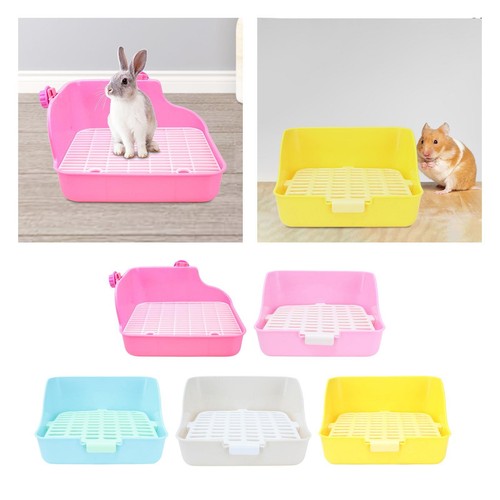 Small animal rabbit - animal, box
